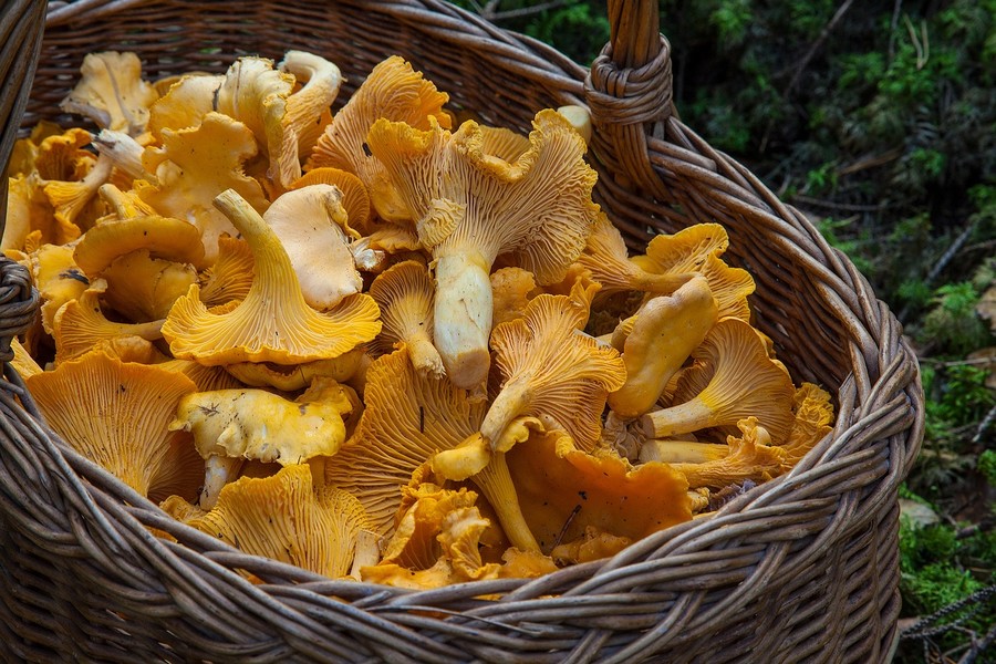 Mantar zehirlenmelerine karşı dikkatli olunmalı