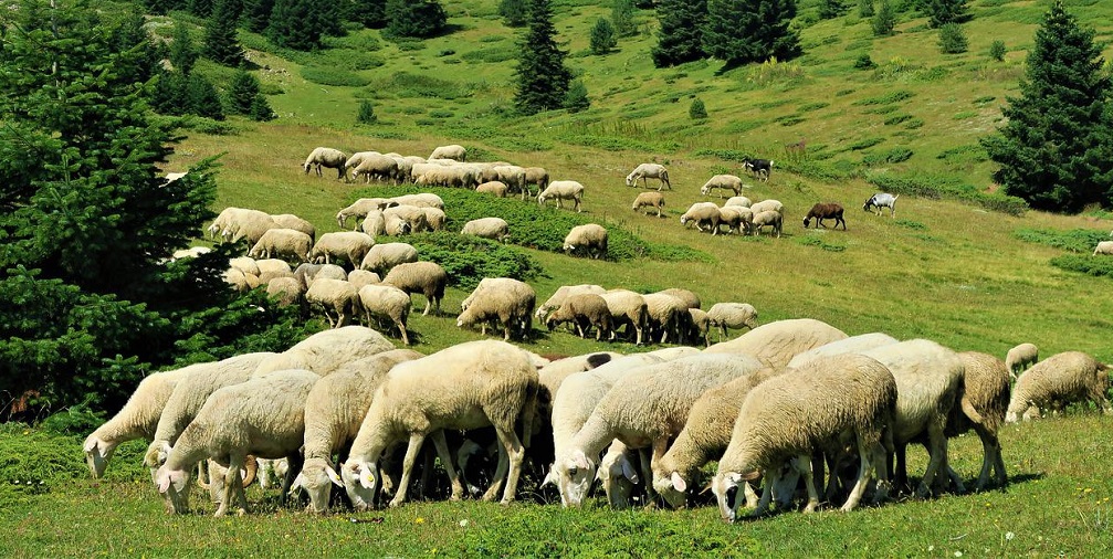 Kurban İlmihali