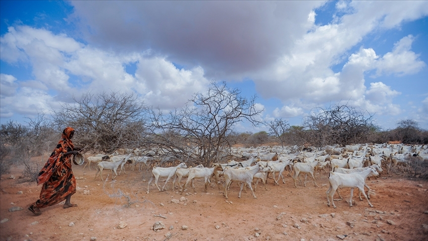 Kenya'da kuraklık gıdaya erişimi zorlaştırıyor