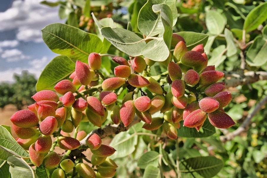 Kıymetli bir ağaç, Antep fıstığı