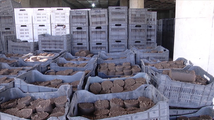 Lübnan'da evler zeytin çekirdeğiyle ısıtılıyor 