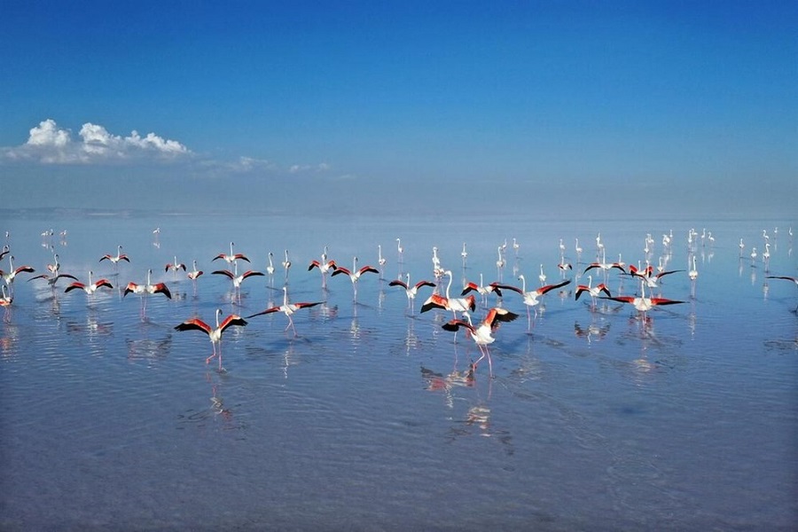 Flamingoların yaşam alan: Tuz Gölü