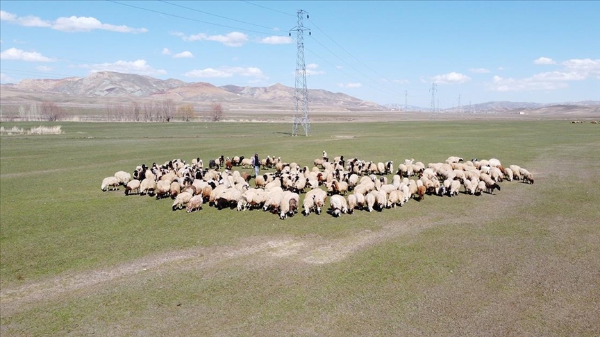 Van'da kışı atlatan besiciler koyunlarını saldı