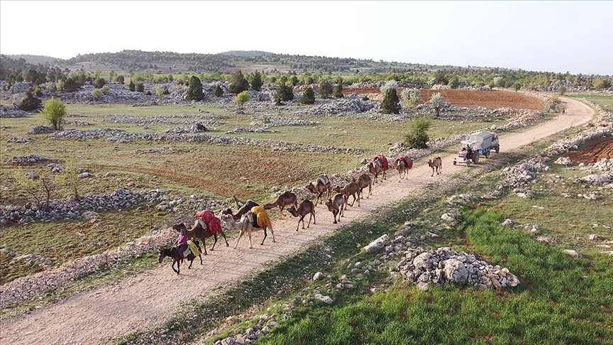 Sarıkeçili Yörükleri tarihi yolculuğunu develerle sürdürüyor