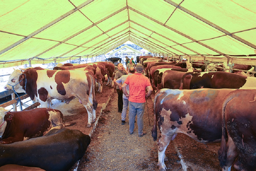 Kurban pazarlarında hareketlilik arttı