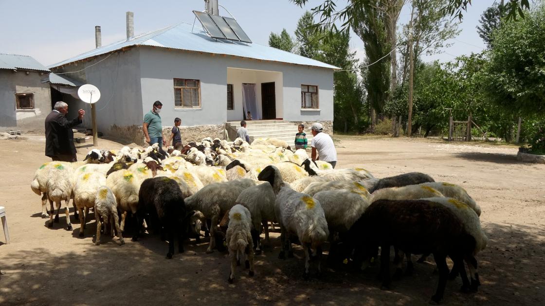 Van'da sürü desteği tersine göçü başlattı