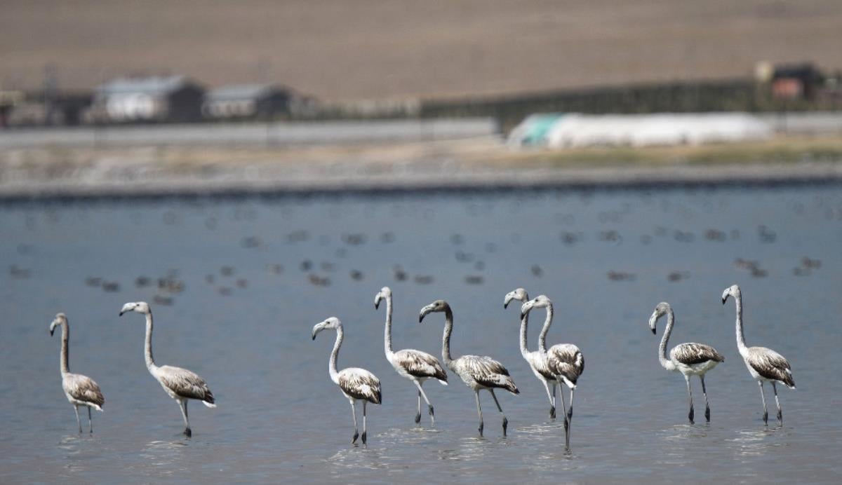 Flamingolar susuz kaldı