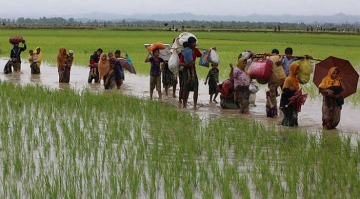 Öz vatanında parya, Rohingya